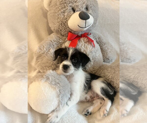 Medium Photo #2 Jack Russell Terrier-Unknown Mix Puppy For Sale in Lakewood, CO, USA