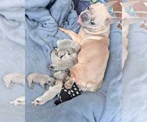 Mother of the French Bulldog puppies born on 08/26/2025