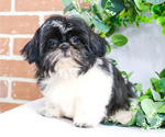 Small Photo #8 Shih Tzu Puppy For Sale in SYRACUSE, IN, USA