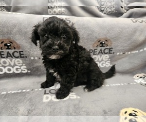 Puggle Puppy for sale in GRANDVILLE, MI, USA