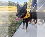 Small #3 Australian Shepherd-German Shepherd Dog Mix