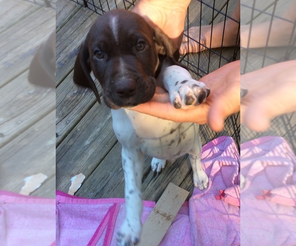 Medium Photo #3 German Shorthaired Pointer Puppy For Sale in OSTERVILLE, MA, USA
