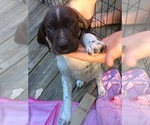 Small Photo #3 German Shorthaired Pointer Puppy For Sale in OSTERVILLE, MA, USA