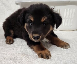 Medium Border Collie-Catahoula Leopard Dog Mix