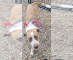 Small #7 Border Collie-Pointer Mix