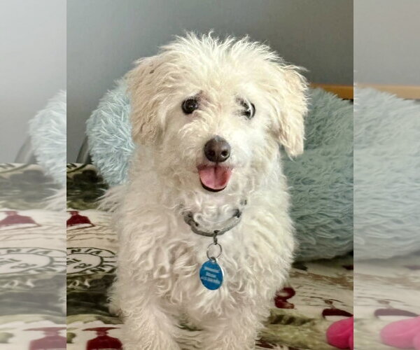 Medium Photo #3 Bichon Frise Puppy For Sale in St. Louis Park, MN, USA