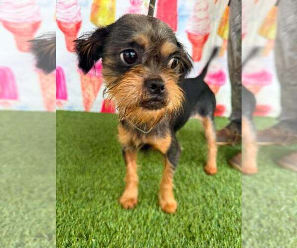 Medium Photo #2 Mutt Puppy For Sale in New York, NY, USA