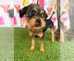 Small #1 Mutt