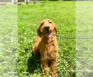 Goldendoodle Dogs for adoption in Pacolet, SC, USA