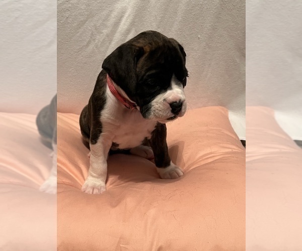 Medium Photo #5 Boxer Puppy For Sale in WATERFORD, PA, USA