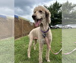 Small #6 Poodle (Standard) Mix