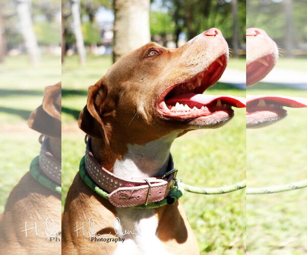 Medium Photo #17 American Staffordshire Terrier-Unknown Mix Puppy For Sale in Sanford, FL, USA