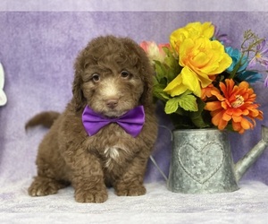 Medium Goldendoodle (Miniature)