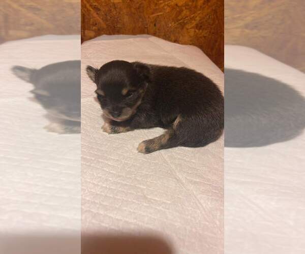 Medium Photo #11 Chiranian Puppy For Sale in HOUSTON, TX, USA