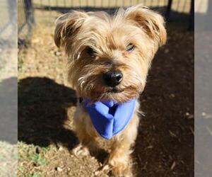 Mutt Dogs for adoption in San Antonio, TX, USA