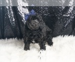 Puppy Felix AKC Poodle (Toy)
