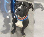 Small Mutt