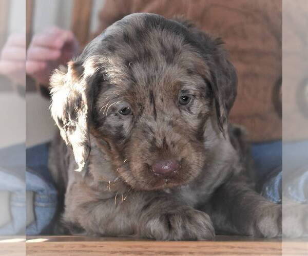Medium Photo #3 Labradoodle-Poodle (Miniature) Mix Puppy For Sale in BERNVILLE, PA, USA