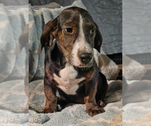 Mutt Dogs for adoption in Decatur, GA, USA