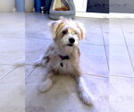 Small #3 Shih Tzu Mix