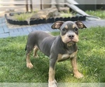 Small Photo #4 American Bully Puppy For Sale in OVERLAND, KS, USA
