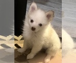 Small Photo #37 Pomsky Puppy For Sale in GOLDEN VALLEY, AZ, USA