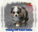 Small #3 Miniature Australian Shepherd