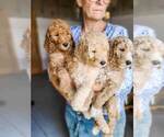 Small Photo #2 Poodle (Standard) Puppy For Sale in WAGENER, SC, USA