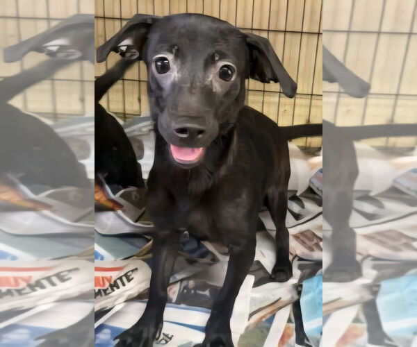 Medium Photo #2 Dachshund-Labrador Retriever Mix Puppy For Sale in Virginia Beach, VA, USA