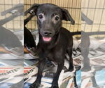Small #1 Dachshund-Labrador Retriever Mix
