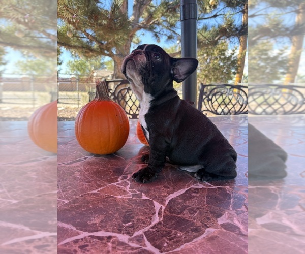 Medium Photo #12 French Bulldog Puppy For Sale in YUCCA VALLEY, CA, USA