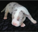 Small Photo #2 American Bully Puppy For Sale in PALMDALE, CA, USA