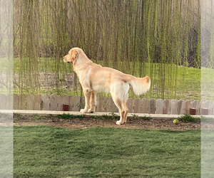 Golden Retriever Dogs for adoption in ROCKLIN, CA, USA