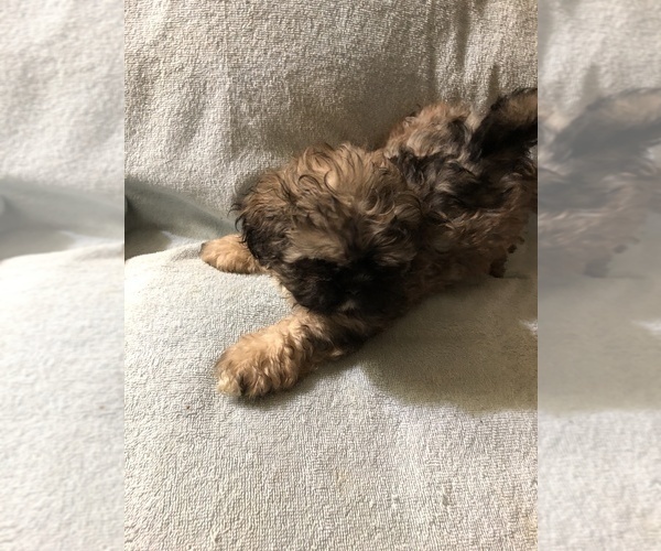Medium Photo #1 Shih Tzu Puppy For Sale in NAYLOR, GA, USA