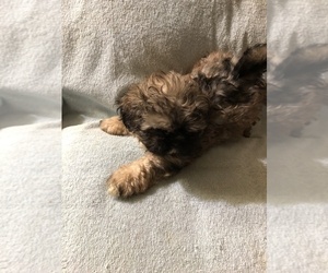 Shih Tzu Puppy for sale in NAYLOR, GA, USA