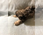 Small Photo #1 Shih Tzu Puppy For Sale in NAYLOR, GA, USA