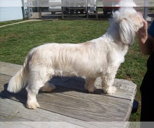 Mother of the Shih Tzu puppies born on 12/03/2025