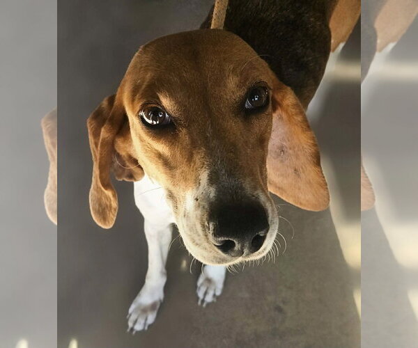 Medium Photo #3 Beagle Puppy For Sale in Tampa, FL, USA