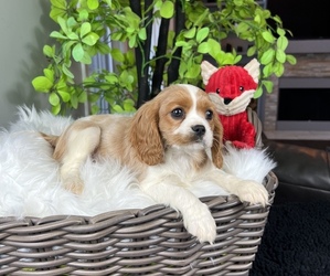 Cavalier King Charles Spaniel Puppy for sale in FRANKLIN, IN, USA
