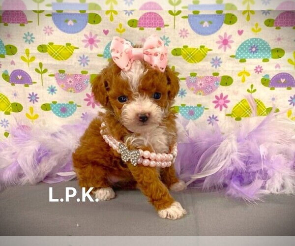Medium Photo #1 Poodle (Toy) Puppy For Sale in WINNSBORO, LA, USA
