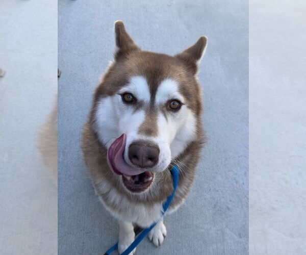Medium Photo #2 Siberian Husky Puppy For Sale in Salinas, CA, USA