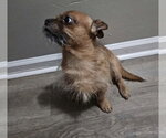 Small Chihuahua Mix