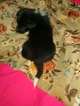 Small Photo #19 Border Collie-Pembroke Welsh Corgi Mix Puppy For Sale in ORCHARD, CO, USA