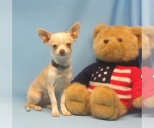 Chihuahua Puppy for sale in CABOOL, MO, USA