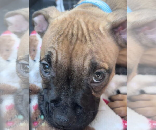 Medium Photo #8 Boxer-Unknown Mix Puppy For Sale in Holly Springs, NC, USA