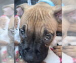 Small #7 Boxer Mix