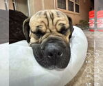 Small #10 Mastiff