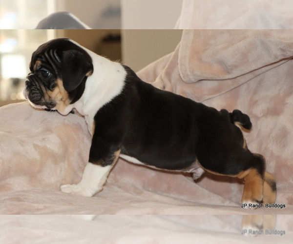 Medium Photo #7 Bulldog Puppy For Sale in WINNSBORO, TX, USA