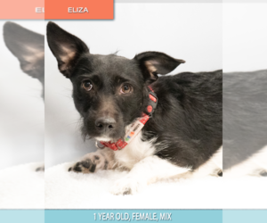 Eliza #0564 - Female Mutt Dog for Adoption - Photo #2