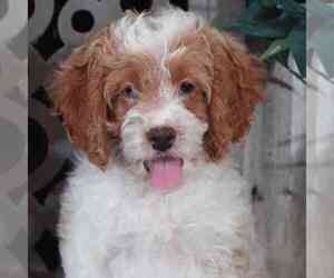 Cockapoo Puppy for sale in MOUNT VERNON, OH, USA